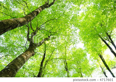 Shirakami山山毛櫸原始森林 4717601