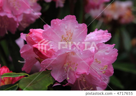 杜鵑花雨滴 杜鵑花雨滴 4717655
