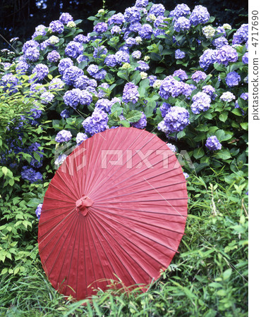 The snake umbrella and hydrangea The snake umbrella and hydrangea 4717690