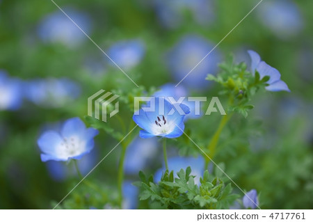Nemophila 4717761