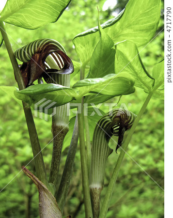 Flowers of Musashi Bumi (Endangered Species) - Vertical Cut 4717790