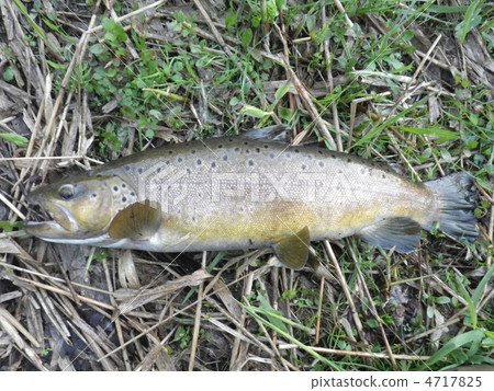 布朗鱒魚千歲河2012年5月 4717825