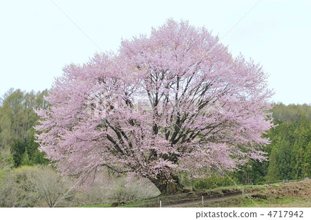 Yamazakura 4717942