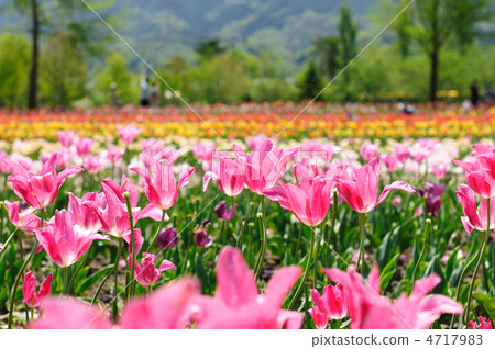 Tulip field Tulip field 4717983