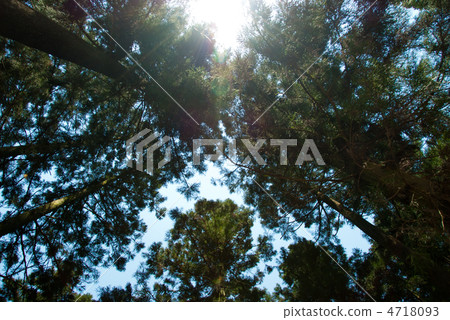 Forest bathing Forest bathing 4718093