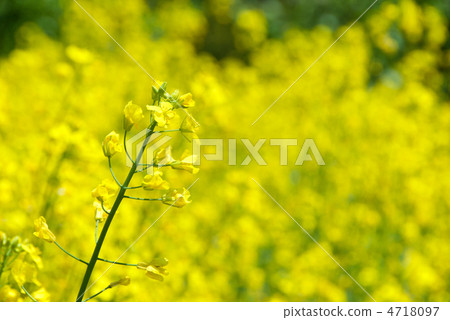 Rape blossoms Rape blossoms 4718097