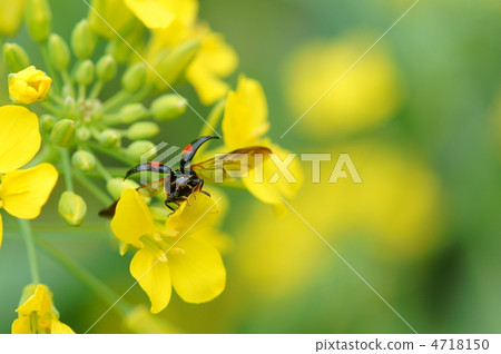 飛行_強姦花和阿布 4718150