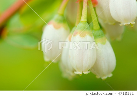 Blueberry flowers 4718151