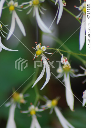 虎耳草 4718165