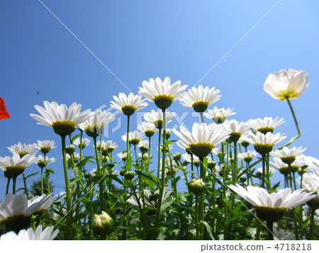 Chrysanthemum that will be insect repellent 4718218