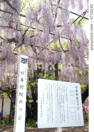 Wisteria at the bamboo shrine 4718240