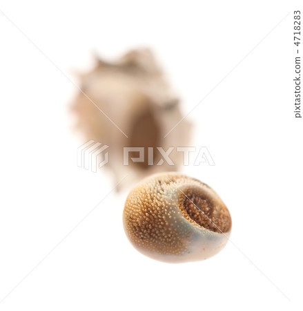 扇貝和蓋子 4718283