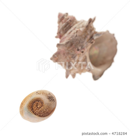 Scallop and lid Scallop and lid 4718284