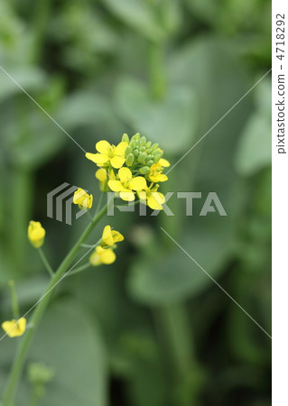 強姦開花 4718292