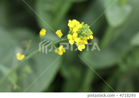 強姦開花 4718293