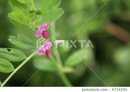 在菜園附近 在菜園附近 4718294