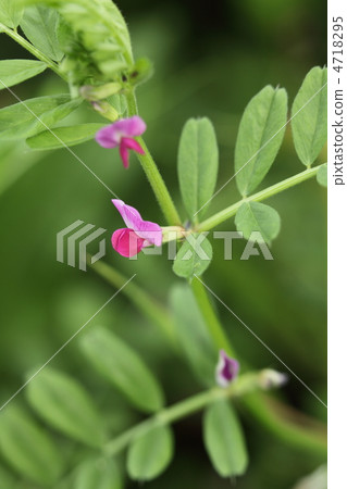 在菜園附近 在菜園附近 4718295