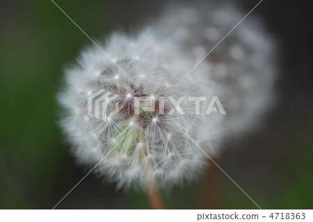 Dandelion's fluff 4718363