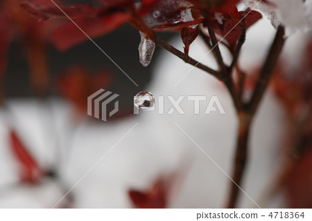 冰滴 冰滴 4718364