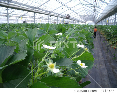 草莓採摘 4718387