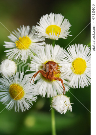 美味的冬青蜘蛛 美味的冬青蜘蛛 4718409
