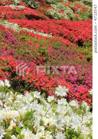 杜鵑花盛開 杜鵑花盛開 4718547