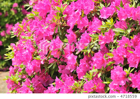 Great violet azalea Great violet azalea 4718559