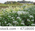 Buckwheat flowers 4718600