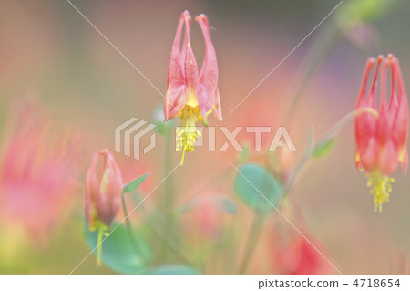 加拿大Odamaki 4718654