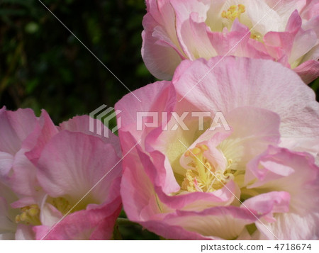 花 花 4718674