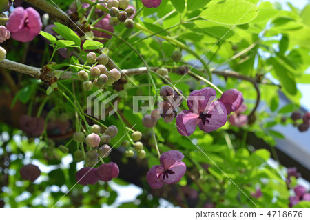 Akebi Akebi 4718676