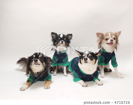 Four Chihuahuas Four Chihuahuas 4718726