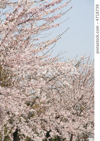 櫻桃樹 櫻桃樹 4718739