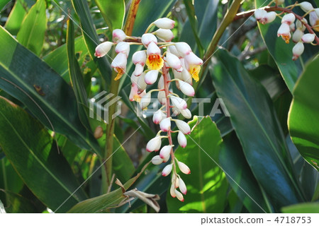 Sannin (moon peach) flowers Sannin (moon peach) flowers 4718753
