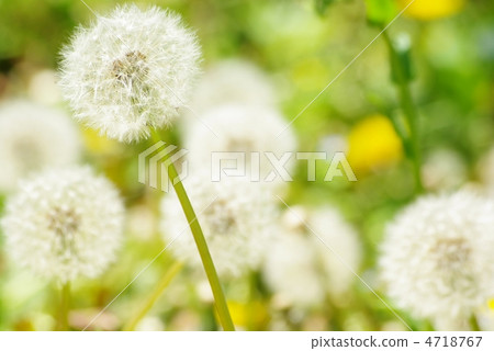 蒲公英 蒲公英 4718767