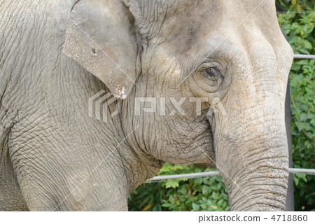 亞洲大象 4718860
