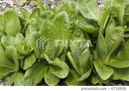 菊苣蔬菜 菊苣蔬菜 4718936