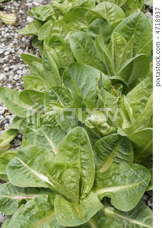 Chicory vegetables Chicory vegetables 4718937