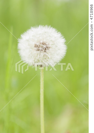 Dandelion's fluff 4718966