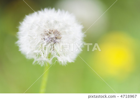 Dandelion's fluff 4718967
