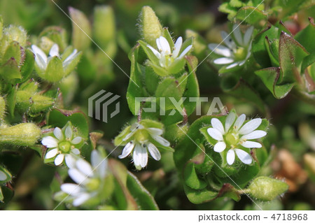 Hakobe (flower) flowers Hakobe (flower) flowers 4718968