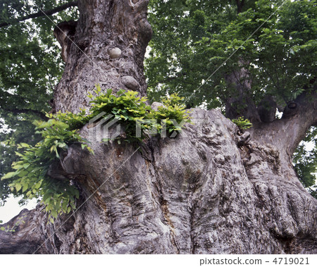 Yamagata · The great zelkova of Higashine 4719021