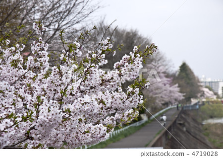 沿廣瀨川的櫻花 沿廣瀨川的櫻花 4719028