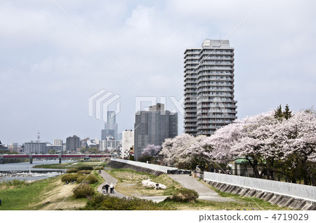 沿廣瀨川的櫻花 沿廣瀨川的櫻花 4719029