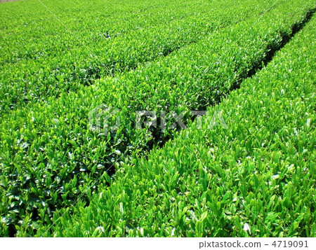 Tea plantation Tea plantation 4719091