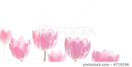 許多鬱金香 許多鬱金香 4719196