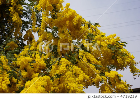 1 Husa Akashiya flower 1 Husa Akashiya flower 4719239