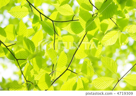 Wild leaves of azuki bean Wild leaves of azuki bean 4719309