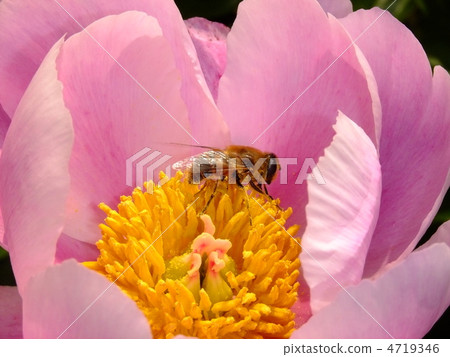 蜜蜂和牡丹 蜜蜂和牡丹 4719346