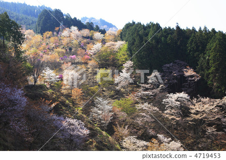吉野山在春天 4719453
